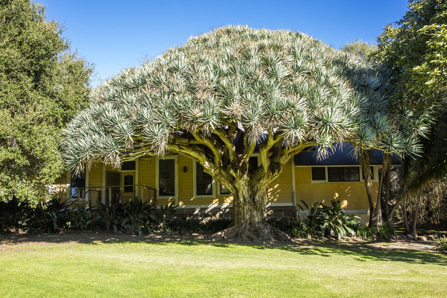 old-1900's-style-ranch-home-with-flowering-tree-in-front
