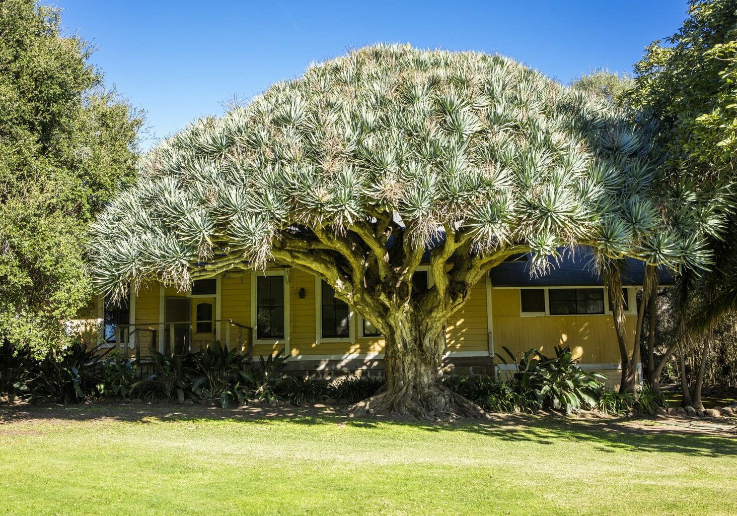 old-1900's-style-ranch-home-with-flowering-tree-in-front